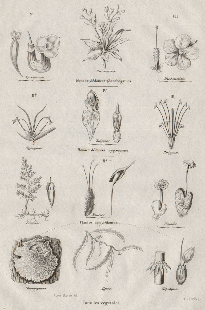 PLANT FAMILIES. Dicotyledons (Dicots). Monocotyledons (Monocots) 1834 print
